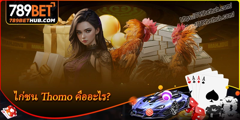 ไก่ชน Thomo คืออะไร ทำไมถึงดึงดูดเซียนเดิมพัน